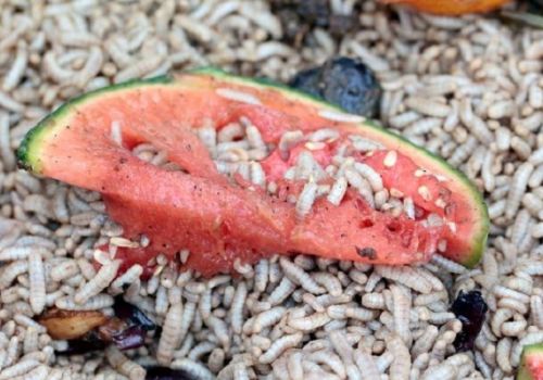 Sử dụng ruồi Lính đen như một giải pháp bảo vệ môi trường và nguồn thức ăn chăn nuôi giàu protein