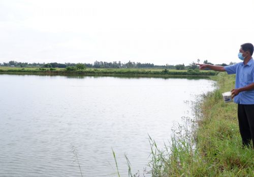 Liên kết hợp tác - Hướng đi mới cho cá tra vùng Đồng Tháp Mười