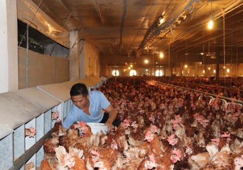 GIẢI PHÁP NÂNG CAO HIỆU QUẢ TRONG CHĂN NUÔI