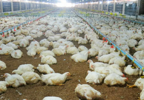 Chăm sóc gia súc, gia cầm thời điểm giao mùa