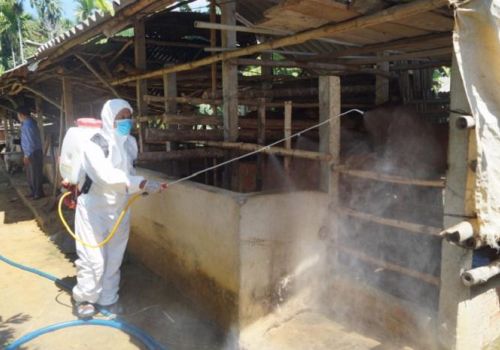 QUẢNG NGÃI: DỊCH BỆNH Ở GIA SÚC, GIA CẦM DIỄN BIẾN PHỨC TẠP