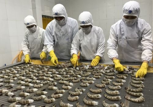 Doanh nghiệp ngành tôm nhanh chóng phục hồi, tăng tốc sản xuất