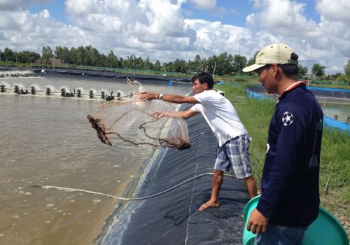 Nuôi tôm không cần “trực đêm”