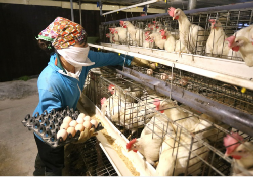 Vì sao giá thức ăn chăn nuôi liên tiếp 