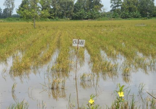 Thị xã Long Mỹ (Hậu Giang): Nông dân thả nuôi 456ha cá trên ruộng