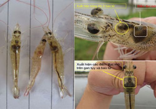 Bệnh hoại tử gan tụy cấp trên tôm nuôi