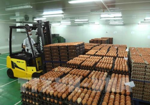 Trứng gia cầm tăng giá trở lại sau thời gian dài bán lỗ vốn