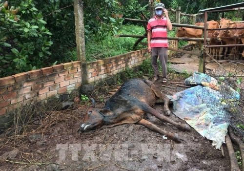 Khuyến cáo người nuôi tiêm phòng vaccine viêm da nổi cục trên gia súc