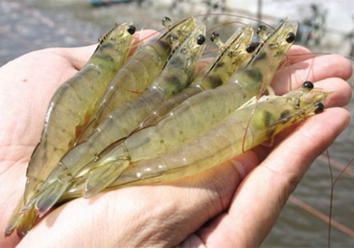 Nguyên tắc trong phòng và điều trị bệnh thủy sản.