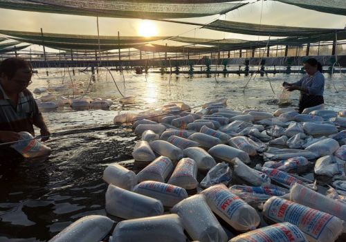 Ưu tiên lưu thông con giống – tránh tình trạng thiếu hụt nguồn nguyên liệu cuối năm