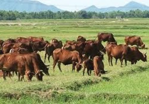 Malaysia tiếp tục nhập khẩu trâu và bò sống từ Thái Lan