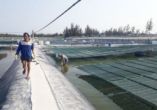 Ba công nghệ nuôi tôm nổi bật năm 2019: Chất lượng tốt, hiệu quả cao