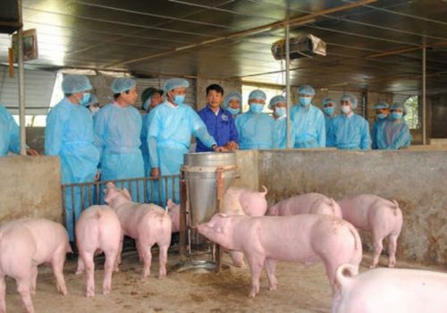 Giám sát chặt chẽ ổ dịch tả heo Châu Phi