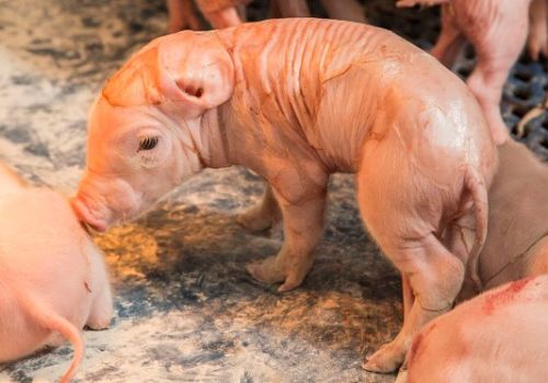 Nhận biết điểm nguy cơ đối với heo con