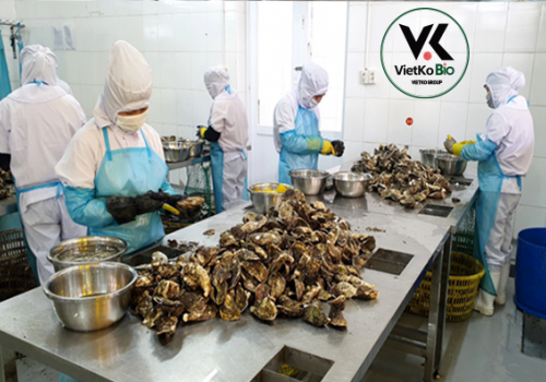 CHẾ BIẾN VỎ HÀU THÀNH THỨC ĂN CHĂN NUÔI