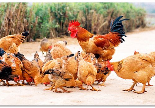 Ảnh hưởng của đệm lót sinh học đến sinh trưởng và môi trường chuồng nuôi của gà Tàu vàng giai đoạn 1-35 ngày tuổi