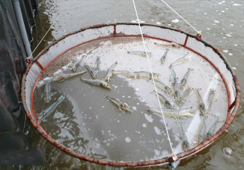 Một số kỹ thuật nuôi tôm mùa lạnh