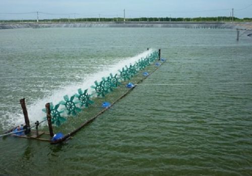 Hạn chế hiện tượng sốc nhiệt trên tôm