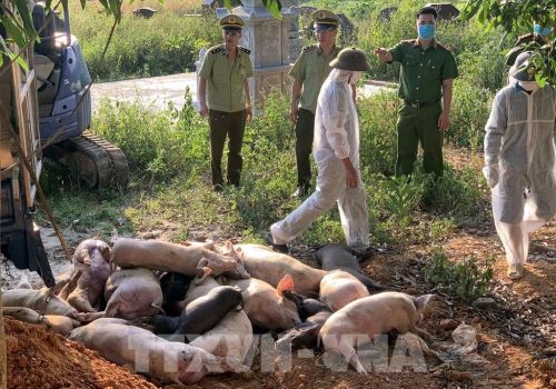 Gần 1.000 con lợn nhập khẩu từ Thái Lan bị tiêu hủy