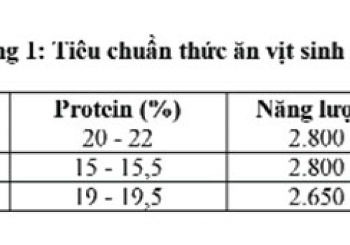 Dinh dưỡng cho vịt đẻ