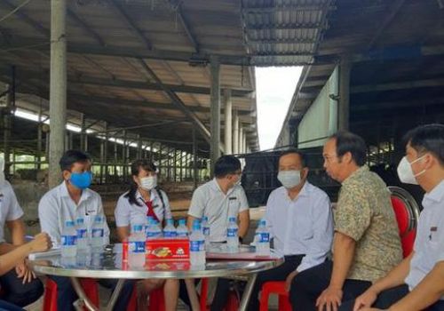 Nuôi giống bò thích được vuốt ve, ăn hèm bia thu về tiền tỉ