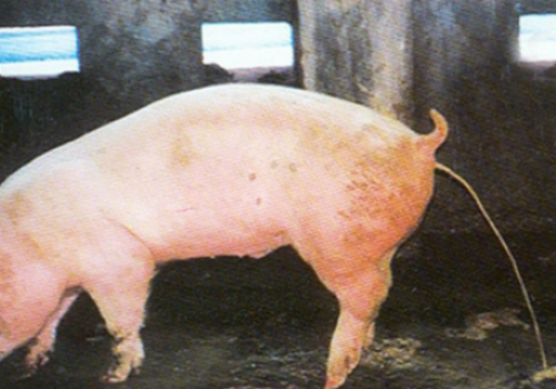 GIẢI PHÁP PHÒNG TRỊ HIỆU QUẢ DỊCH TIÊU CHẢY CẤP Ở HEO