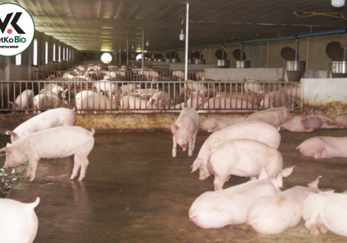 5 mẹo chăm nuôi lợn nái hiệu suất cao