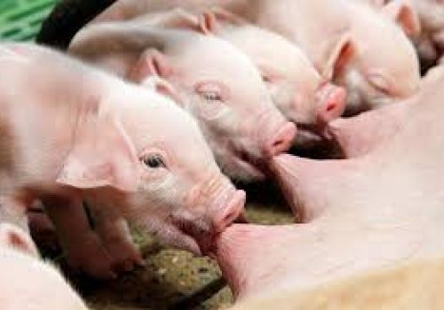 10 bước cân bằng năng lượng trong thức ăn cho lợn