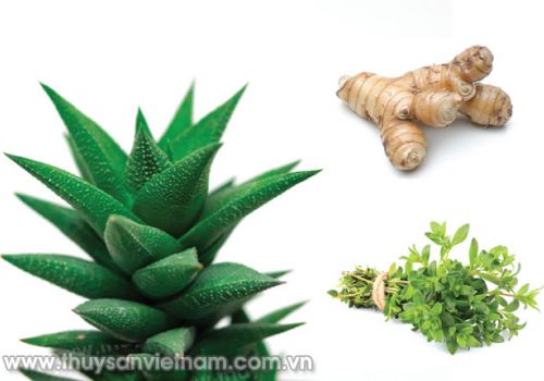 3 thảo dược quý cho tôm