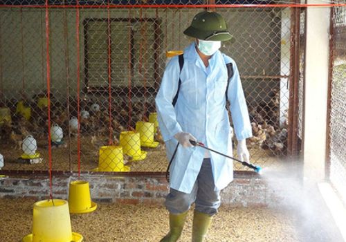 Có nên phun sát trùng khi chuồng trại có vật nuôi?