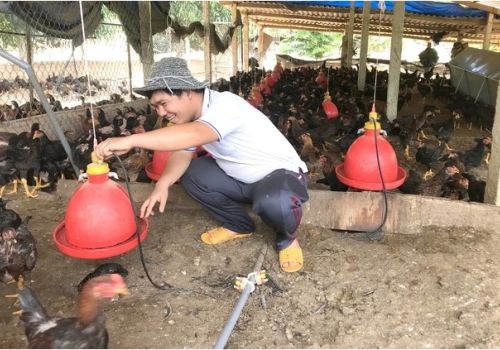 Cơ hội và thách thức của ngành chăn nuôi gia cầm năm 2023