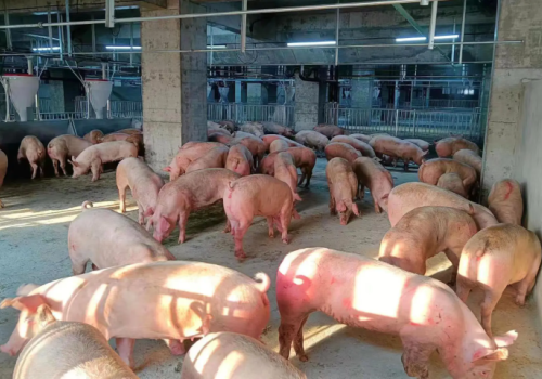 Chăn nuôi bao nhiêu con lợn, con gà thì phải có báo cáo đánh giá tác động môi trường?