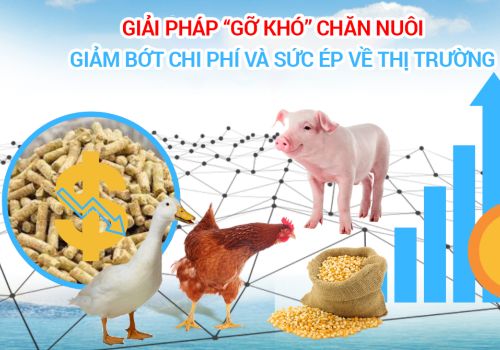 Giải pháp 'gỡ khó' chăn nuôi: Giảm bớt chi phí và sức ép về thị trường