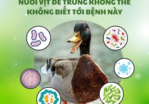 NUÔI VỊT ĐẺ TRỨNG KHÔNG THỂ KHÔNG BIẾT TỚI BỆNH NÀY