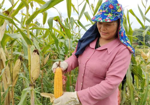 Người chăn nuôi chủ động tìm nguồn thức ăn thay thế khi giá cám tăng quá cao