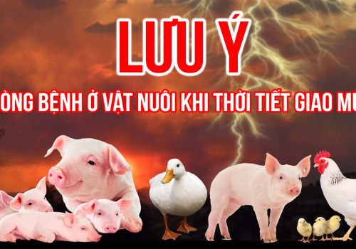 Những lưu ý phòng bệnh ở vật nuôi khi thời tiết giao mùa