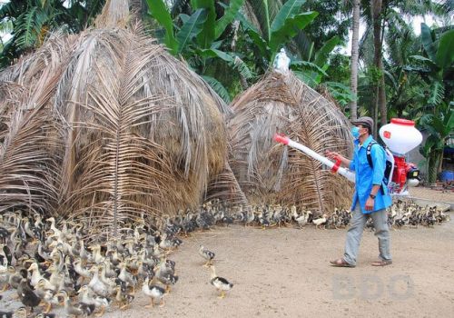 Đồng bộ nhiều giải pháp phòng, chống dịch cúm gia cầm lây sang người