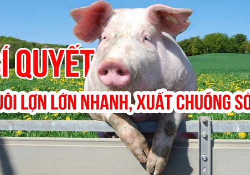 Bí quyết nuôi lợn lớn nhanh, xuất chuồng sớm!