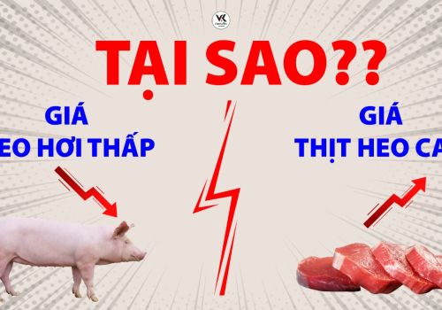 Tại sao giá heo hơi thấp nhưng người tiêu dùng vẫn mua thịt heo giá cao?