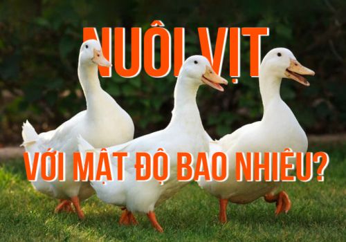 Nuôi vịt với mật độ như thế nào là phù hợp?