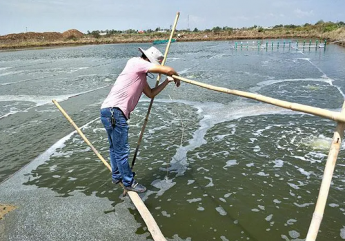 Chữa bệnh cho tôm chân trắng