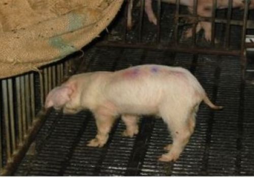 Một số bệnh thường ghép với tai xanh trên lợn