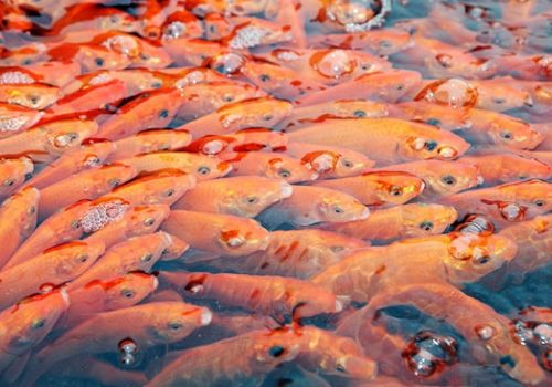 KỸ THUẬT NUÔI CÁ CHÉP HIỆU QUẢ