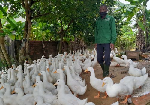 Hà Tĩnh: Làng nuôi vịt Tân Lâm Hương vắng như “chùa bà Đanh” dịp Tết Đoan Ngọ