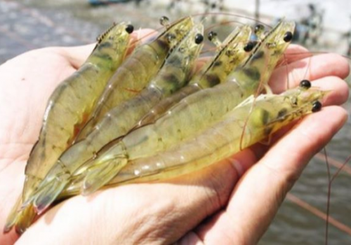 Thảo dược điều trị bệnh phân trắng ở tôm