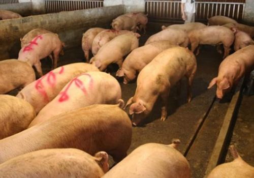 Thiệt hại 80.000 tỷ đồng, ngành chăn nuôi mong được một gói hỗ trợ như Vietnam Airlines