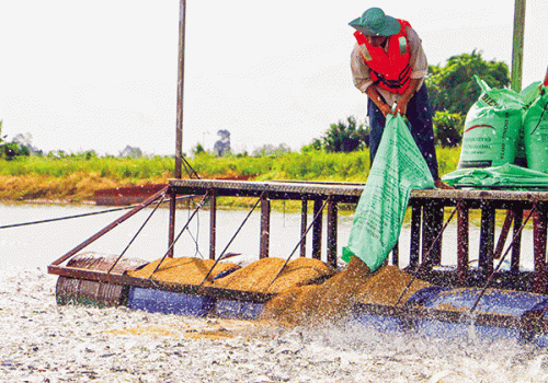 Tháo gỡ khó khăn cho sản xuất và chế biến cá tra xuất khẩu