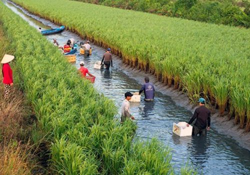 Con tôm ôm cây lúa: gợi ý cho bài toán xâm nhập mặn