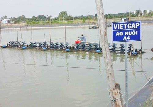 Phương pháp quản lý mô hình quy trình nuôi tôm theo VietGAP