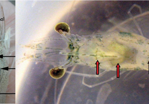 AHPND, EMS: Cách phòng ngừa và giải pháp điều trị, xử lý